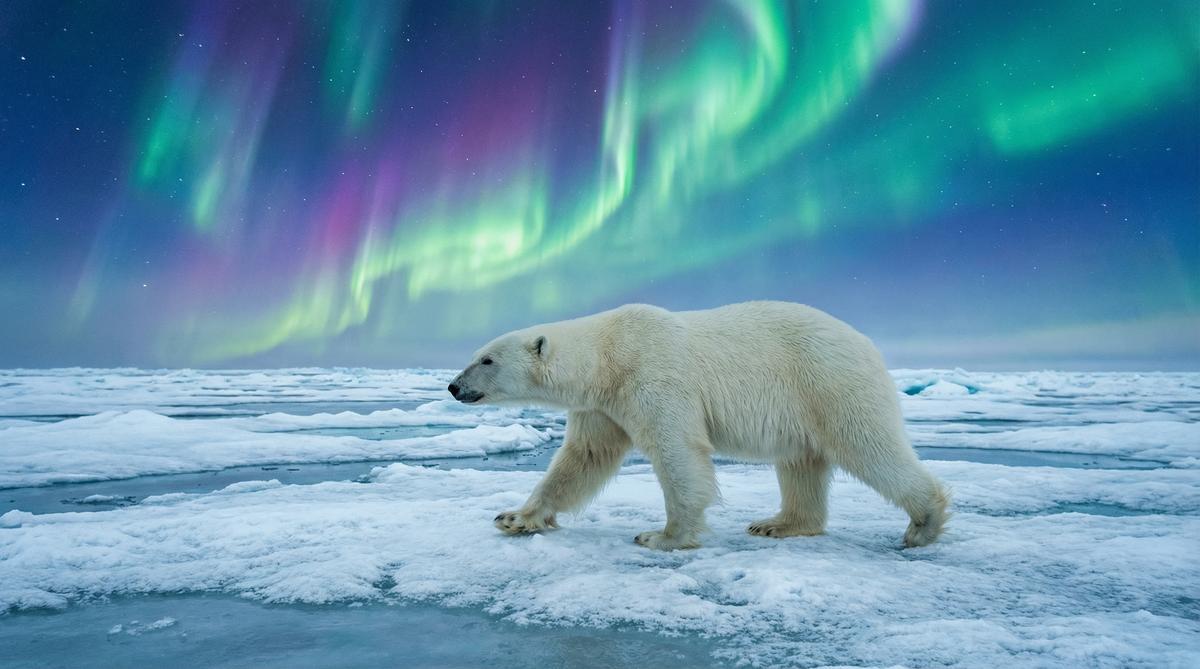 黑丝北极熊保护视频